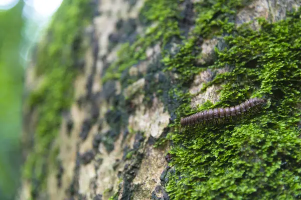 Vida Naturaleza Campo Aire Libre —  Fotos de Stock