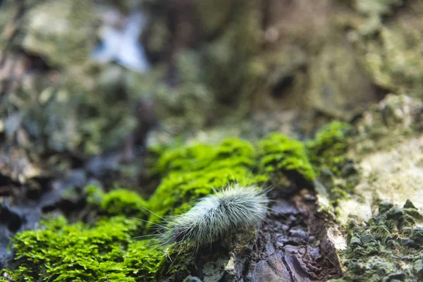 Vida Naturaleza Campo Aire Libre — Foto de Stock