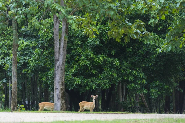 Jeleni Thajsku Národním Parku — Stock fotografie