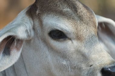 sığır çiftliği alanında, Tayland