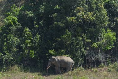 Büyük fil Khao Yai Milli Parkı, Tayland at