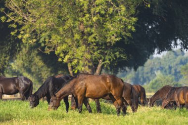 Grup mera üzerinde üç genç atların