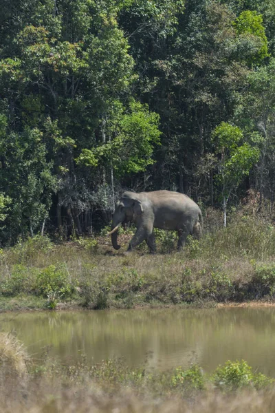 Μεγάλος Ελέφαντας Στο Εθνικός Δρυμός Κάο Γιάι Ταϊλάνδη — Φωτογραφία Αρχείου