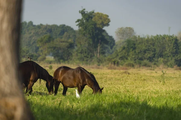 Gruppe Von Drei Jungen Pferden Auf Der Weide — Stockfoto