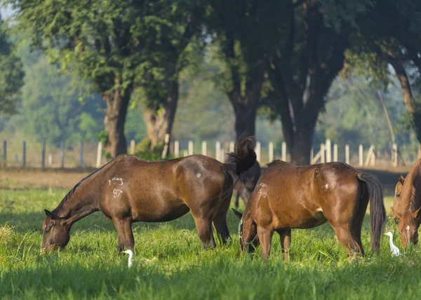 Gruppe Von Drei Jungen Pferden Auf Der Weide — Stockfoto