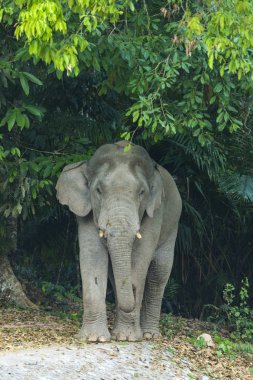 Asya fili Khao Yai Milli Parkı'nda. Tayland
