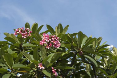 açık havada güzel kır çiçekleri