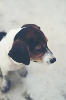3 aylık saf ırk beagle köpek yavrusu gri ekran