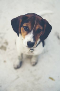 3 aylık saf ırk beagle köpek yavrusu gri ekran