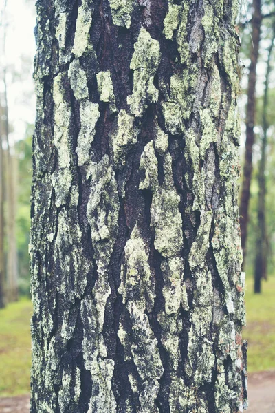 Lichen Soyut Doku Backgrond Ağaç Kabuğu Üzerinde — Stok fotoğraf