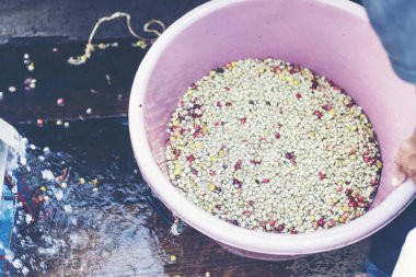 Tayland kahve çekirdekleri süreci