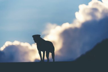 dog standing against sunset sky