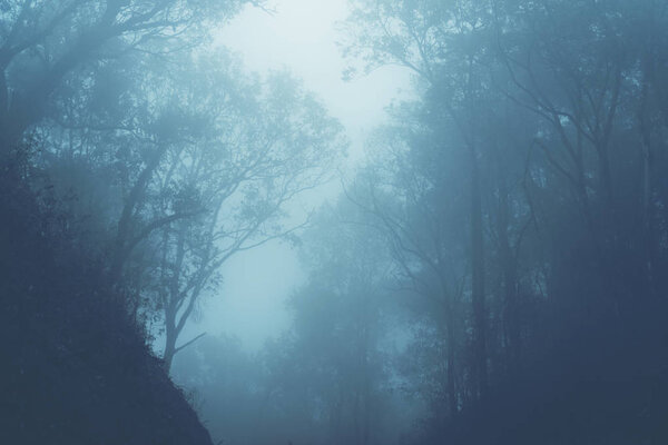 way to the nature, nature road