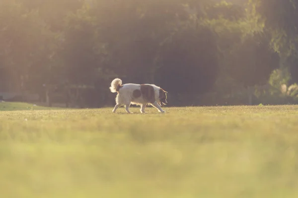 Собака Зеленом Лугу — стоковое фото