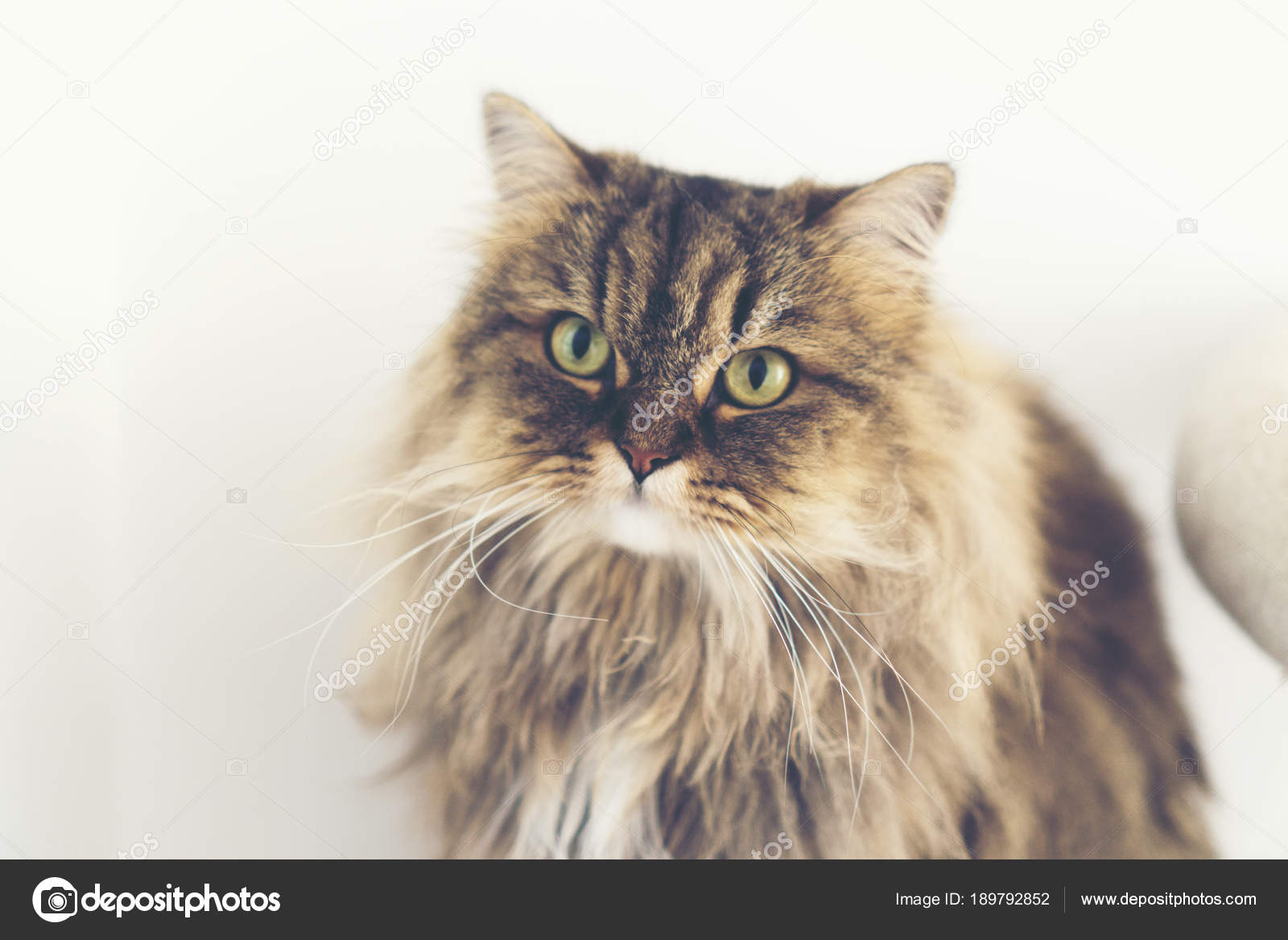 Brown Tabby Persian Cat Stock Photo C Chokniti 189792852