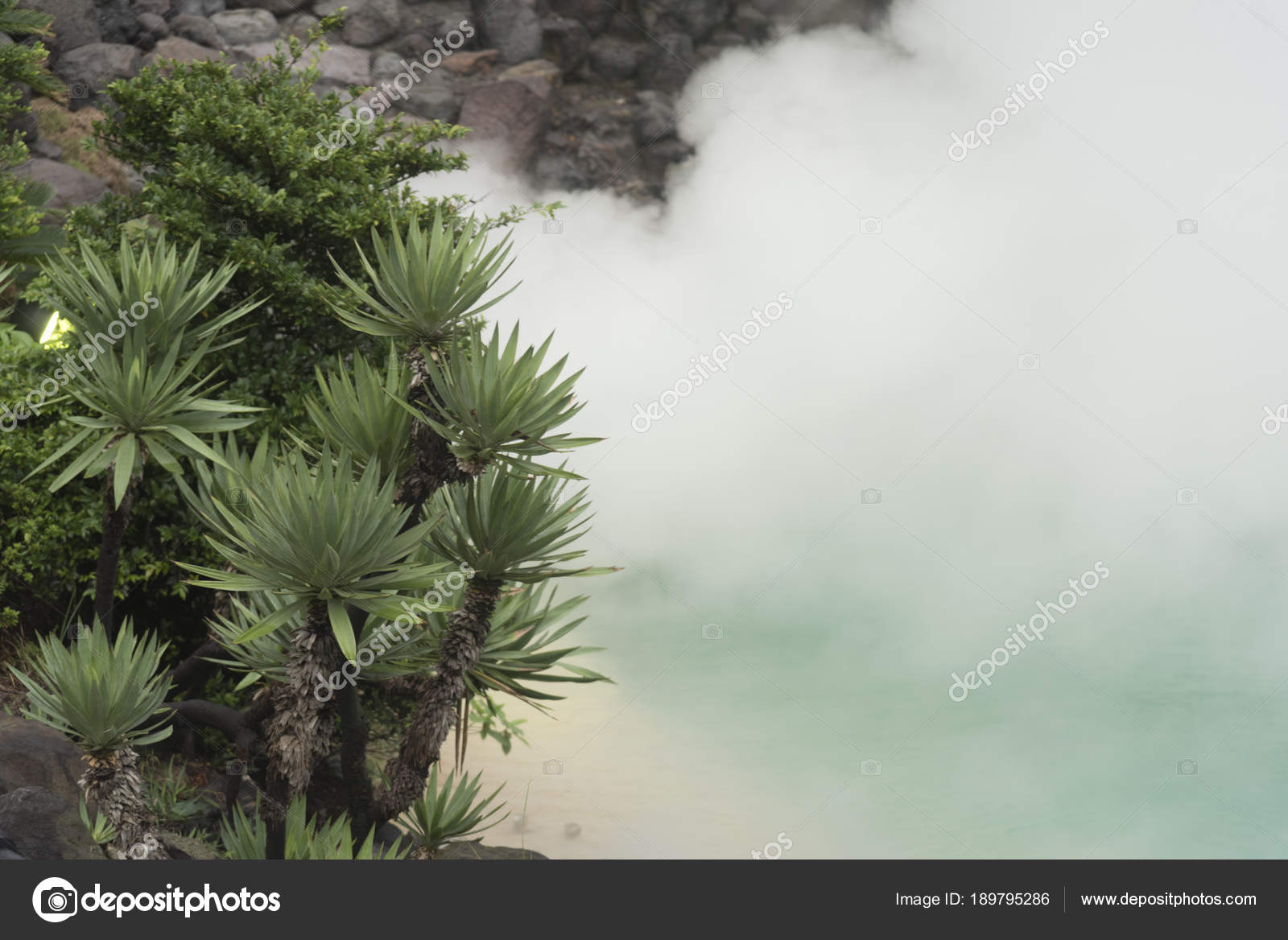 Tropical Forest Japan Vintage Filter Image Stock Photo