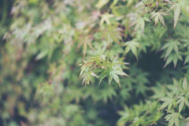 Bahar yaprak Japonya'da