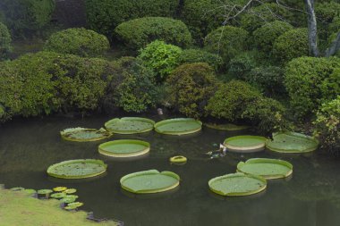 Japonya'da tapınak doğal Park