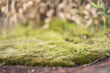 Asya'nın tropikal orman parçası