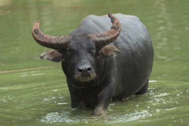 su gölünde yaşayan su bufalosu