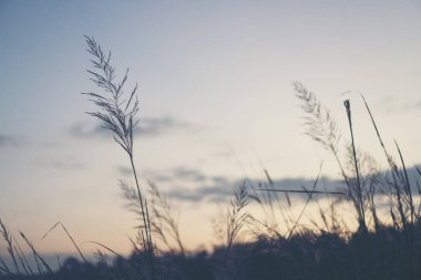 çiçek doğa günbatımı doğa alanı