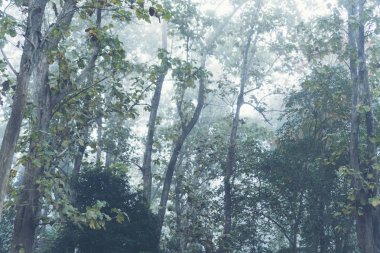 büyük ağaç ile tropikal ormanda sabah