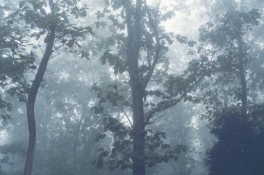 sabah tropikal orman, Tayland