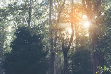 büyük ağaç ile tropikal ormanda sabah