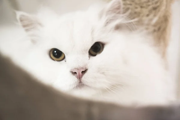 White Persian Cat Close — Photo
