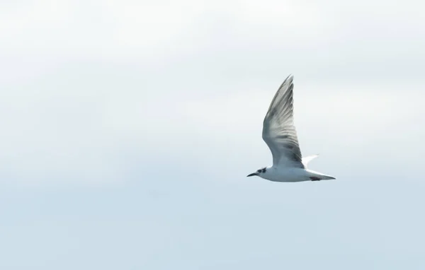 Vogel Fliegt Himmel — Stockfoto