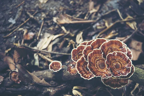 Inonotus Obliquus Fungai Las Tropikalny Park Narodowy Khao Yai Tajlandia — Zdjęcie stockowe