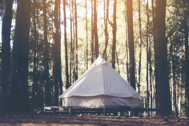 Kamp ve çadır altında Kuzey Tayland günbatımında çam ormanda