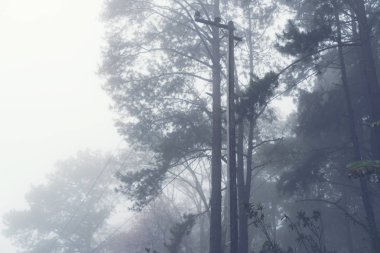 Sisli tropikal ormanda