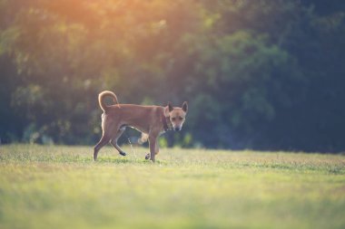 dog playing at the sunny meadow