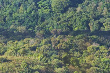 tropikal yağmur ormanları kuş gözleri görünümü, Tayland