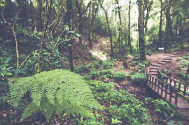 Tayland milli parkı tropikal yağmur ormanı yeşil alan