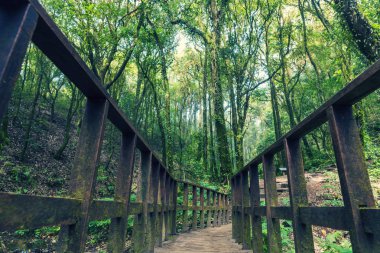 Tayland milli parkı tropikal yağmur ormanı yeşil alan