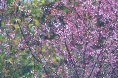 pembe çiçek ağacı, sanat veya arkaplan için kullan