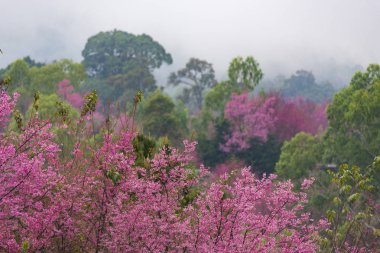 pembe çiçek ağacı ve yeşil orman ile tropikal orman ağacının renkli
