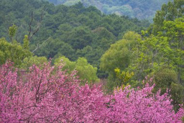 pembe çiçek ağacı ve yeşil orman ile tropikal orman ağacının renkli