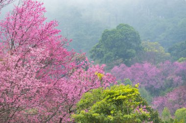 pembe çiçek ağacı ve yeşil orman ile tropikal orman ağacının renkli