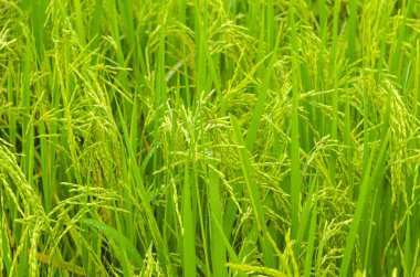 pirinç çeltik tarlası resmi