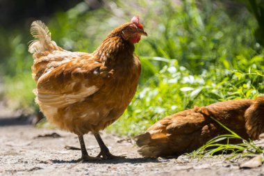 organik çiftlikte kahverengi tavuk yumurtası, Tayland