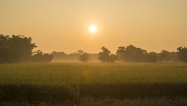 morning in paddy rice field, Thailand