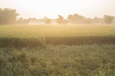 morning in paddy rice field, Thailand