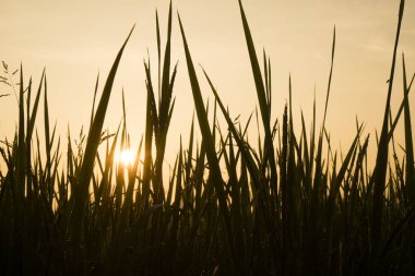 morning in paddy rice field, Thailand
