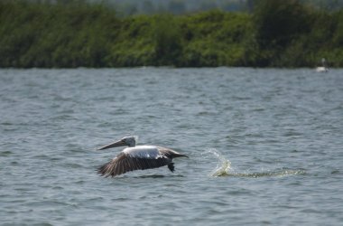 su gölü üzerinde uçan pelikanlar