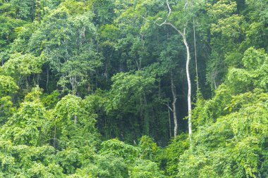 Khao Yai Ulusal Parkı'nda bitki ve ağaç, Tayland