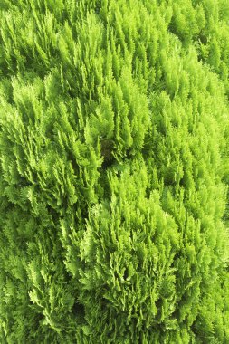 Çam yaprağı doku arka plan