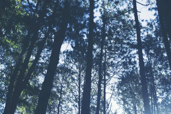 tropikal yağmur ormanlarında güneş ışığı, Tayland Milli Parkı